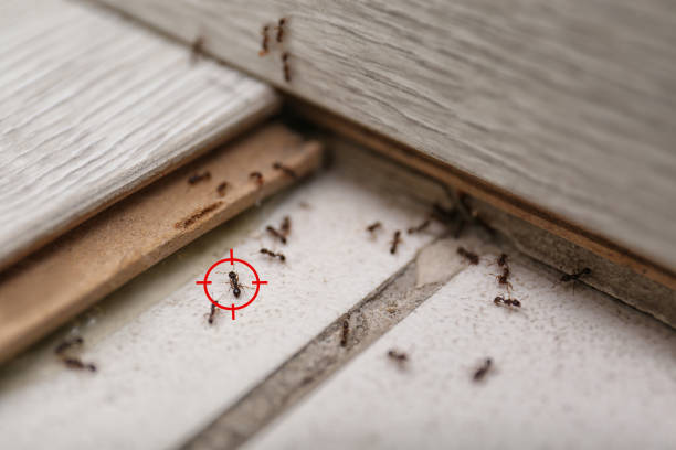 Best Local Pest Control Services  in Oakfield, WI